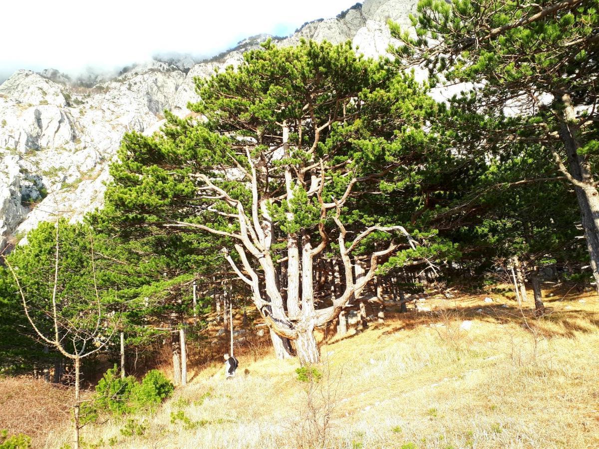 Apartman Taja Makarska Kültér fotó